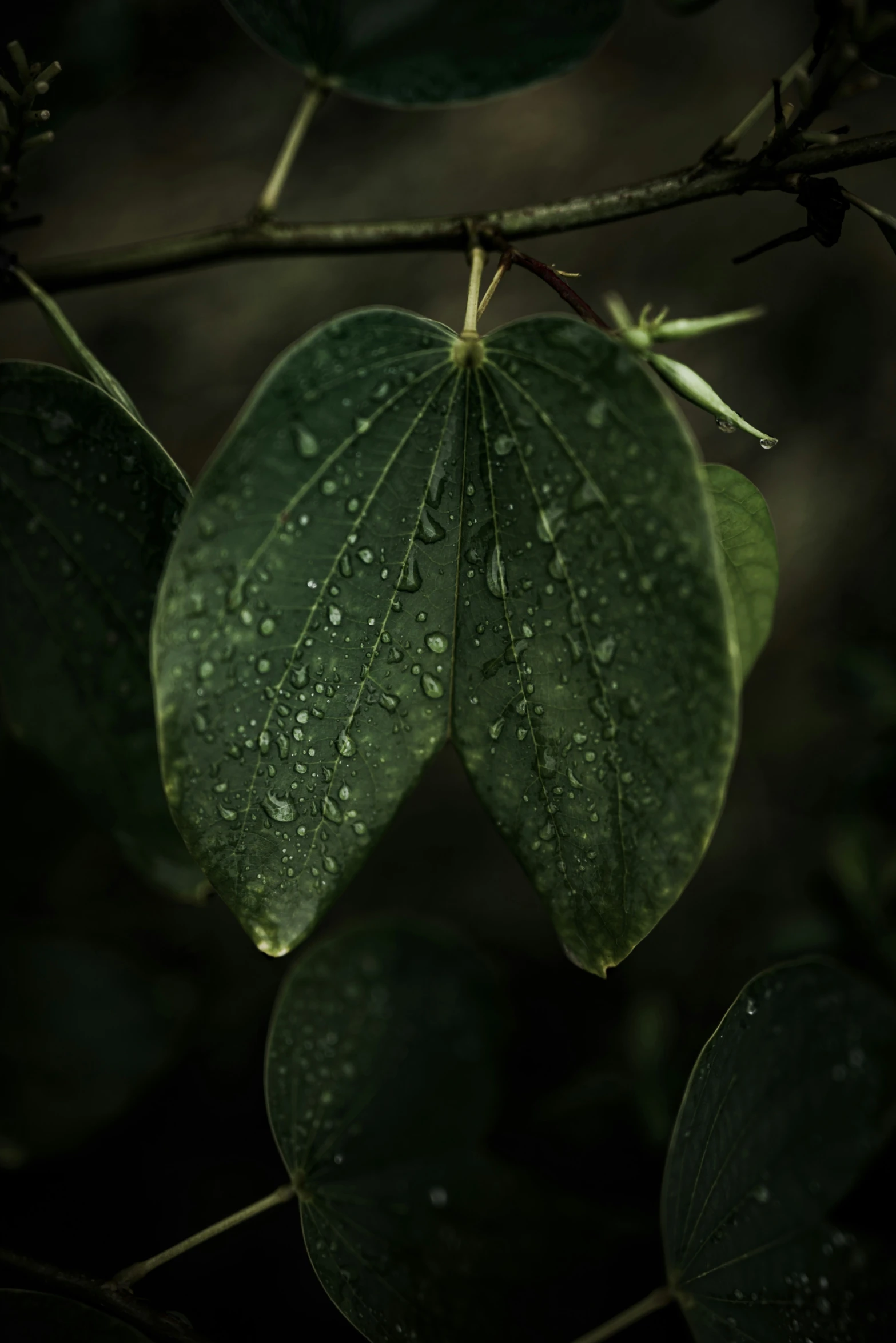 a green leaf with water drops hanging from it