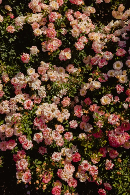 flowers and foliage against a black background