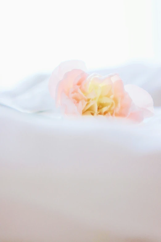 a rose sits on top of a bed