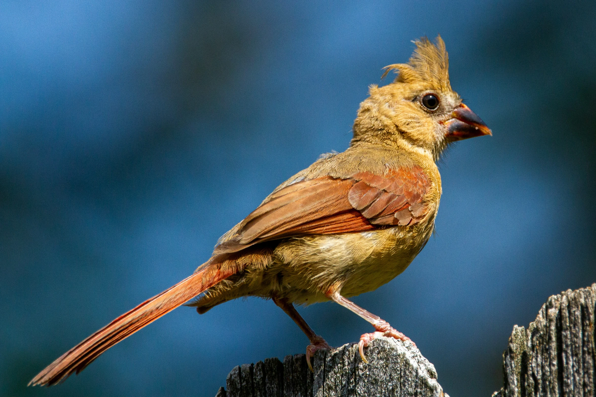 a yellow bird perched on a post