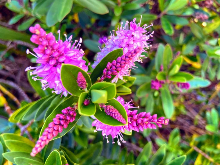 close up of pink flower petals on shrub