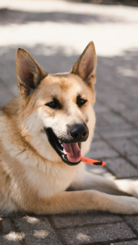 a dog laying on a sidewalk in the shade