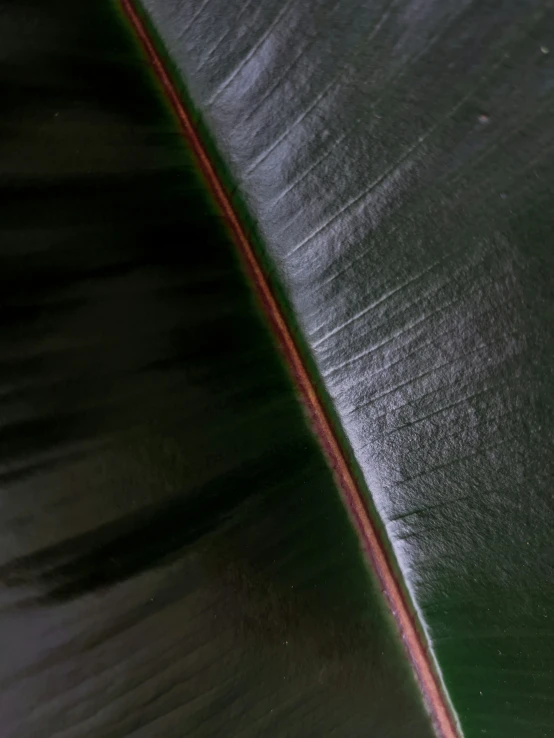 the diagonal edge of a plant leaf