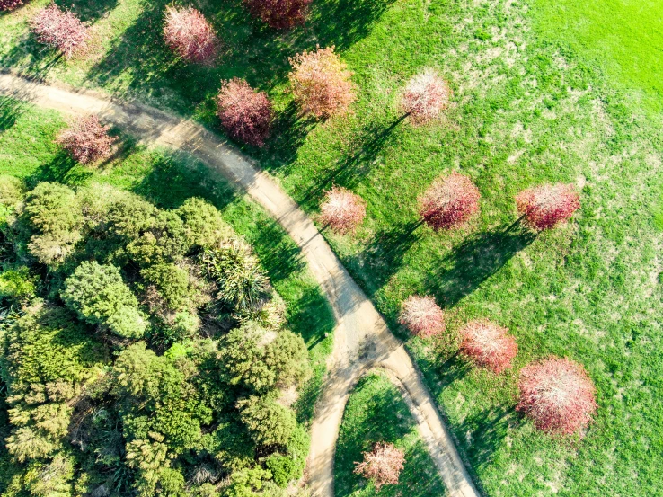 an aerial view of a tree lined road