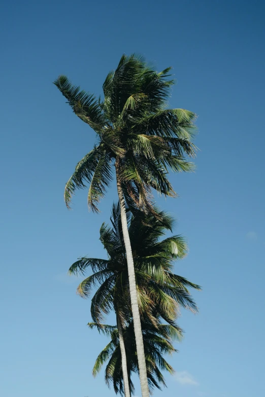 a lone palm tree standing alone near the ocean