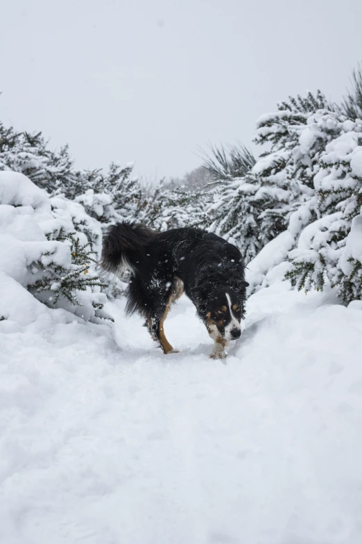 a dog playing in the snow near some trees