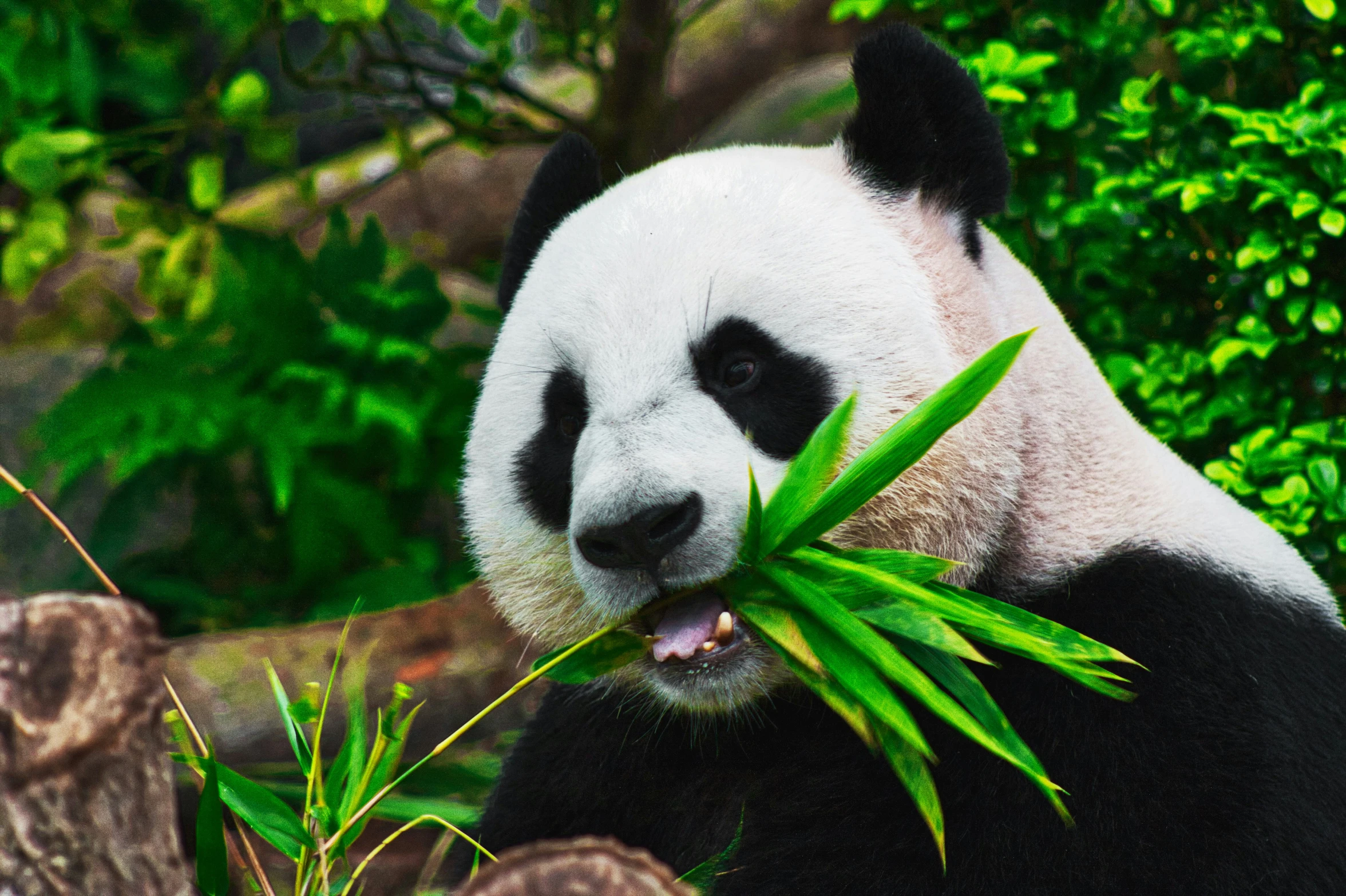 a black and white panda eating bamboo in its zoo enclosure