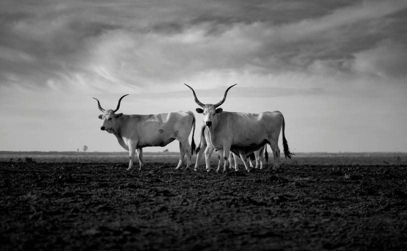 two white cows standing next to each other in the middle of a field