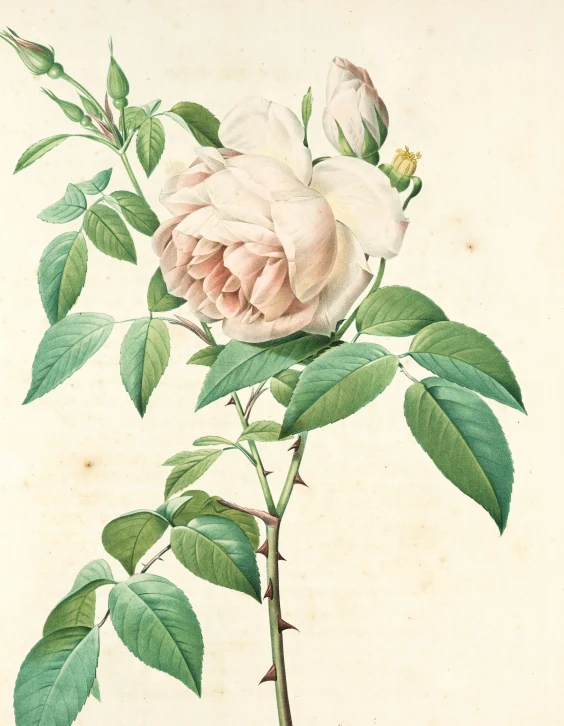 an old botanical painting of pink flowers on white paper