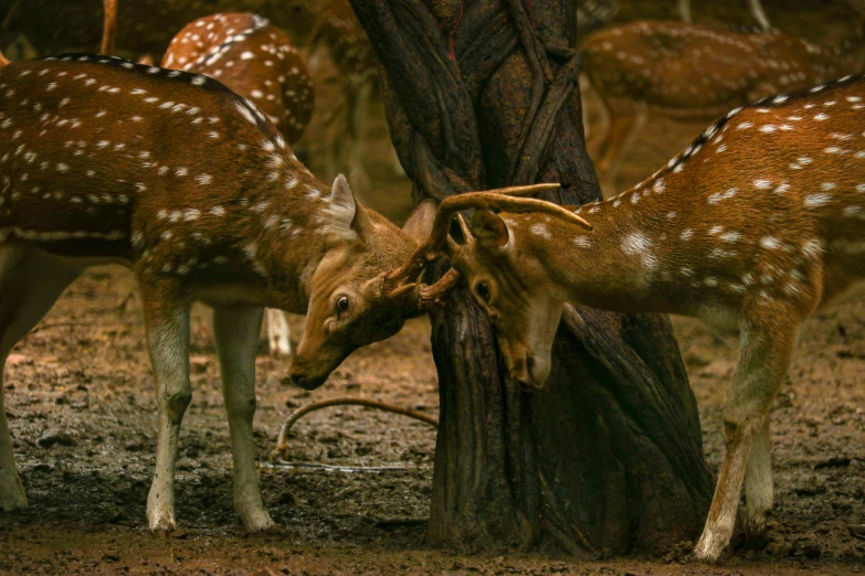 small deer feeding on nches in the forest