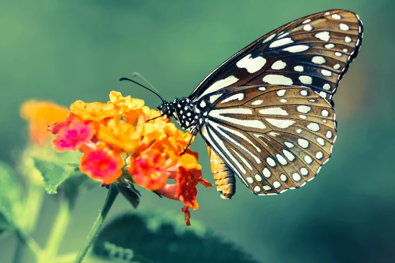 a erfly sitting on some flowers that are blooming