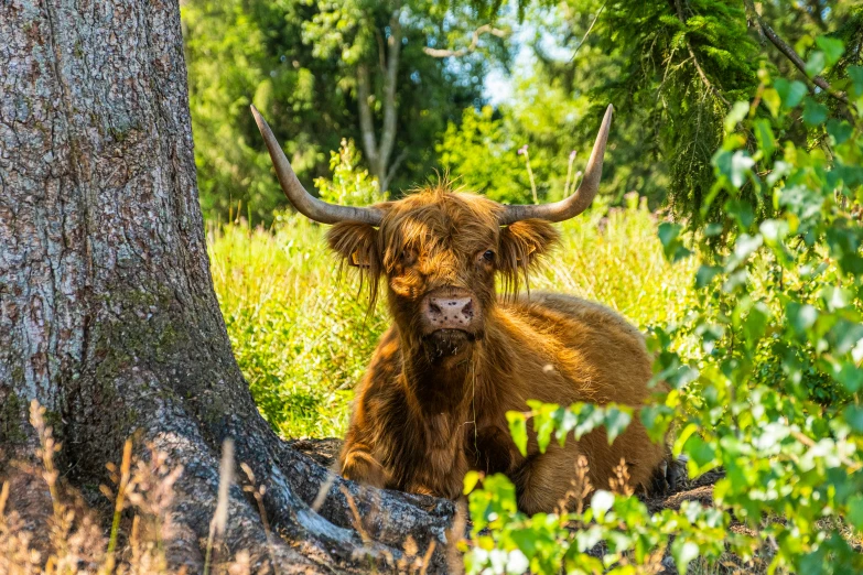 a bull laying in front of a tree