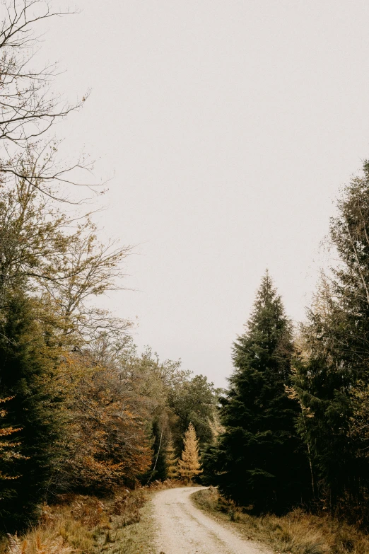 a dirt road surrounded by trees with no people on it