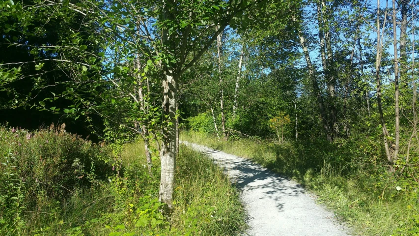 a dirt road runs through some grass and trees