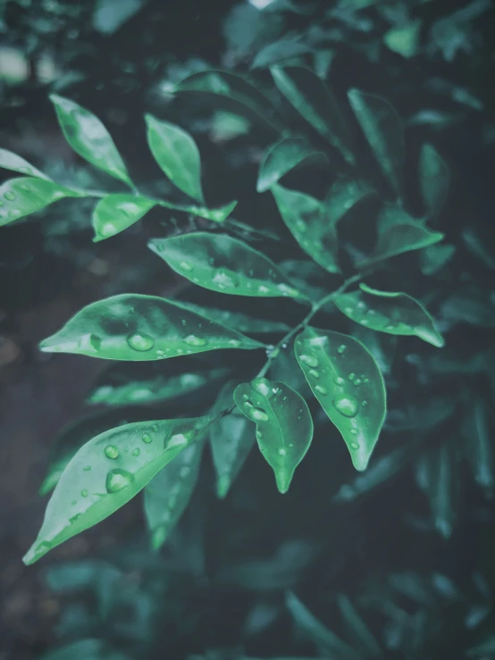 a green plant with rain drops and black background