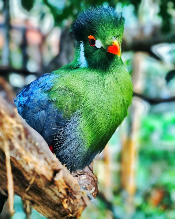 a colorful bird perched on top of a nch