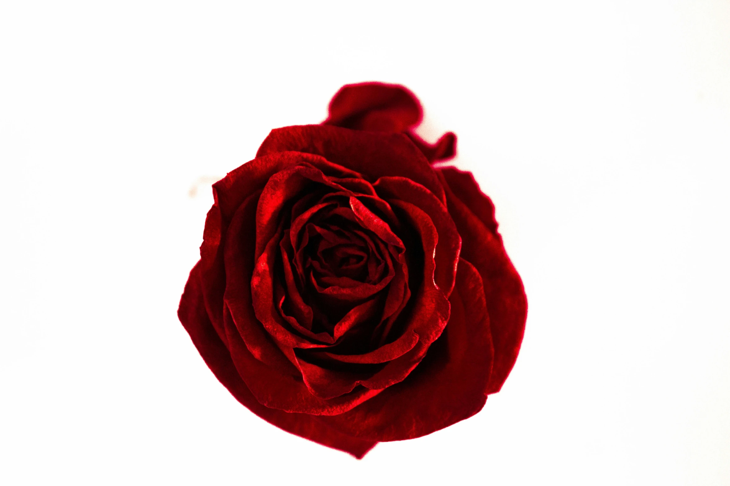 a rose that is in the air against a white background