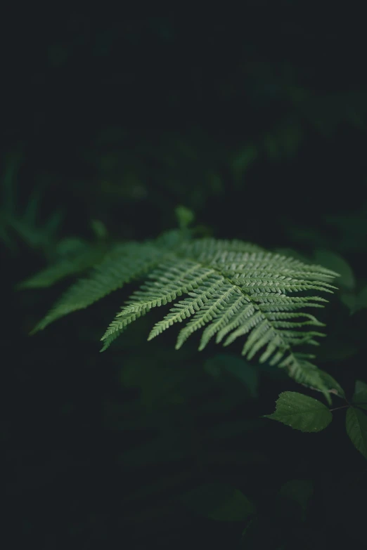 a fern is shown in the dark of night