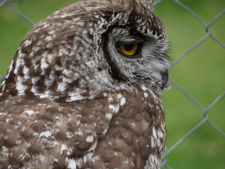 a close up s of an owl with big orange eyes