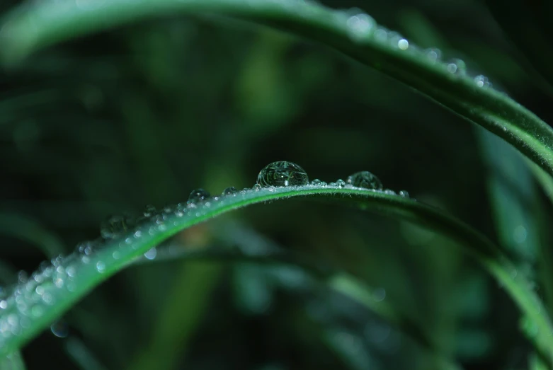 water droplets on a green grass stem
