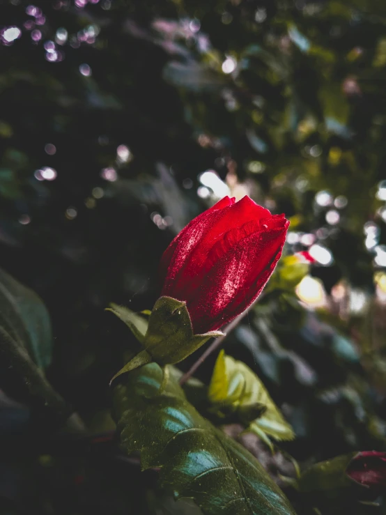 a single red rose in the midst of lush green leaves
