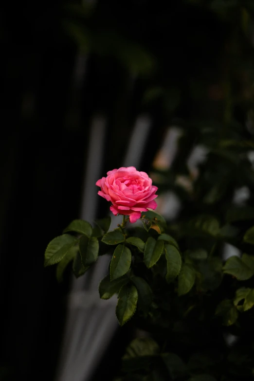 pink flower with green leaves in front of tree