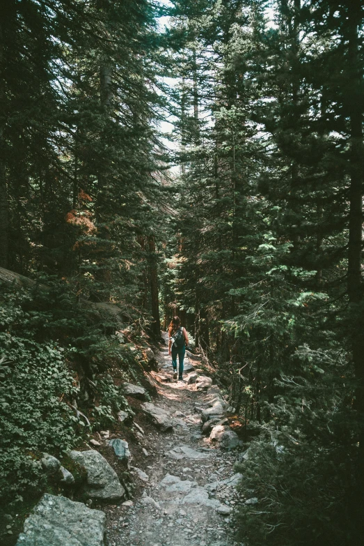 a person walking down a path in a forest