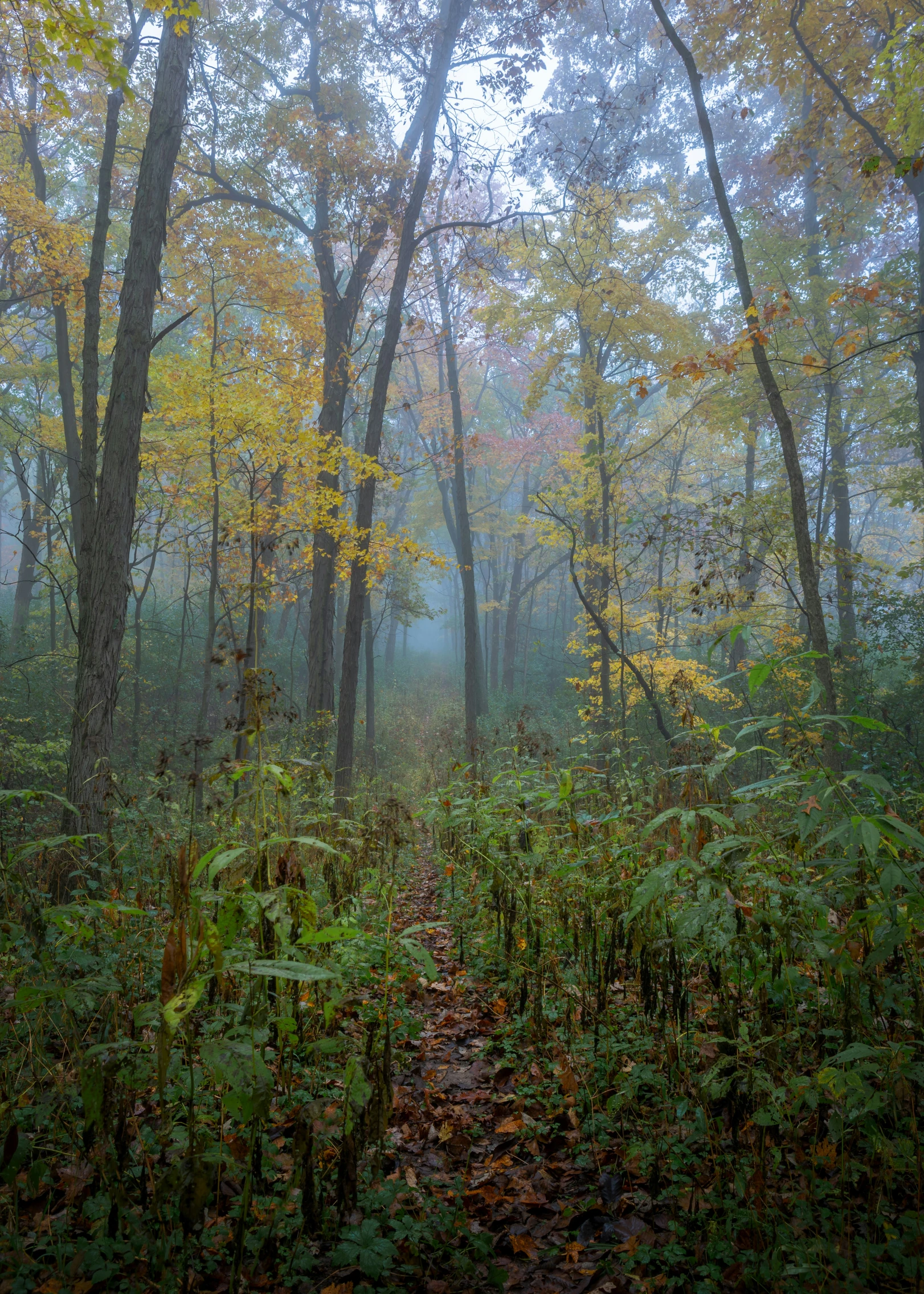 a dark forest with fog in the air