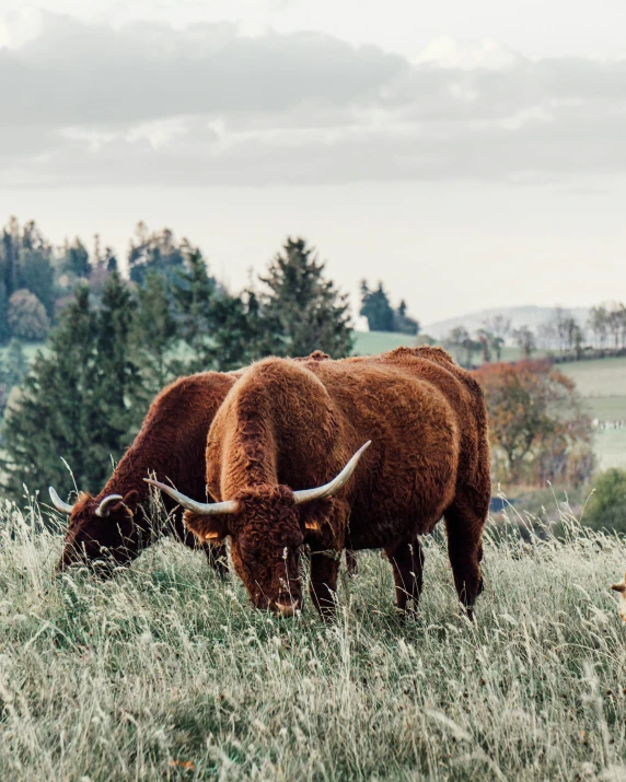 there are cows grazing in the grass outside