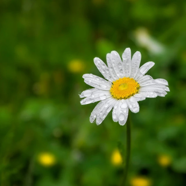 a flower that is white with a yellow center