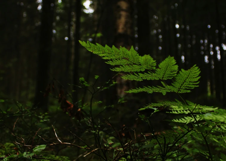 green leaves grow out of the woods and dirt