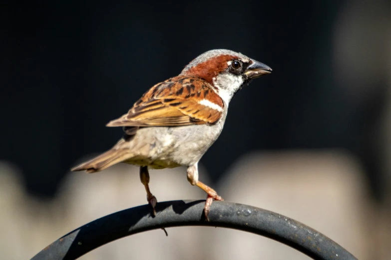 a small bird is sitting on a piece of metal