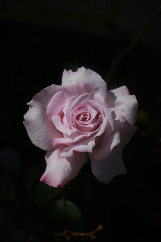 a pink rose in the dark with lots of leaves