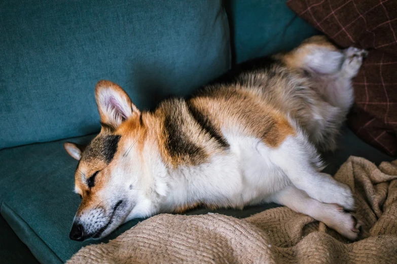 there is a dog that is sleeping on the couch