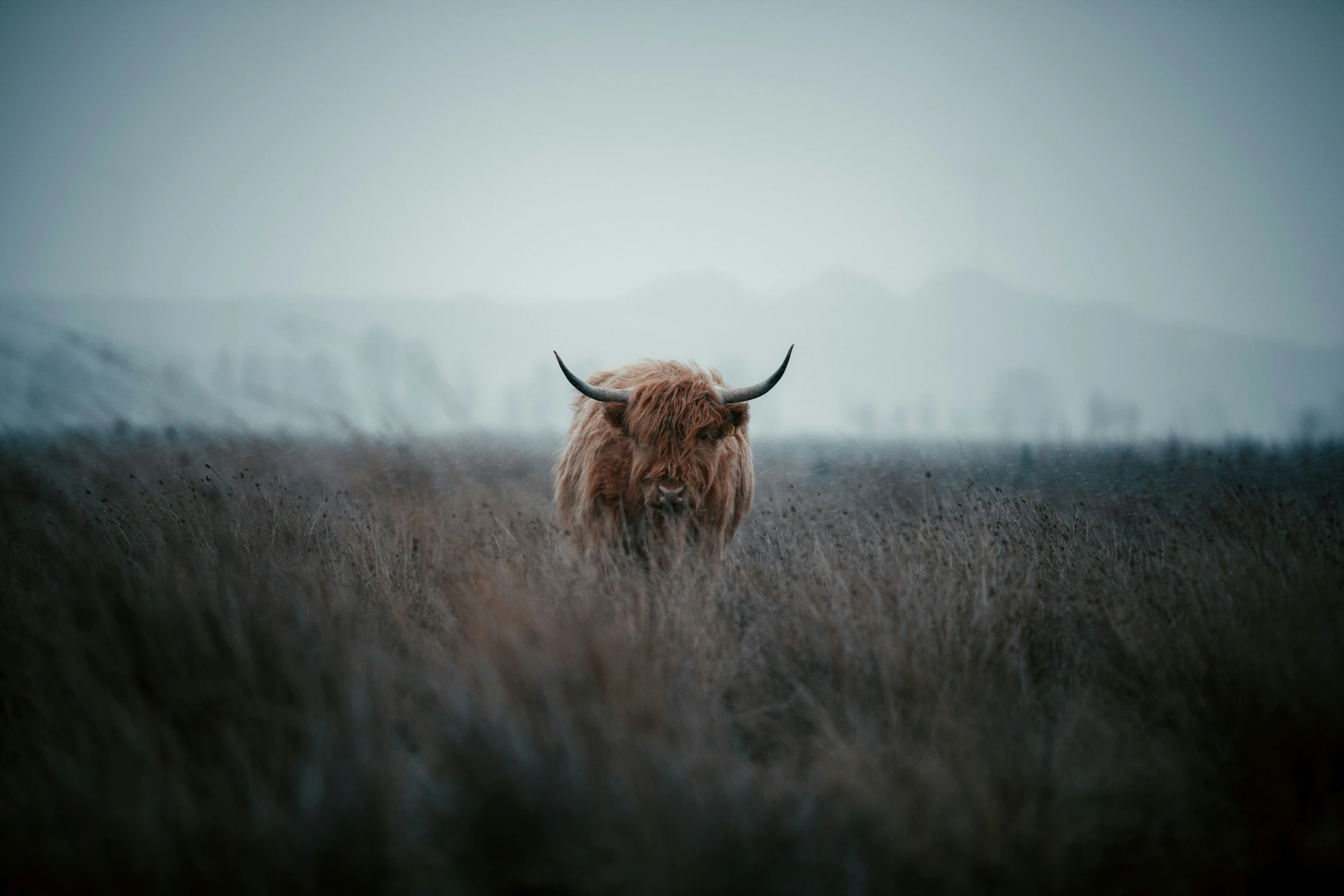 a single bull standing alone in tall grass