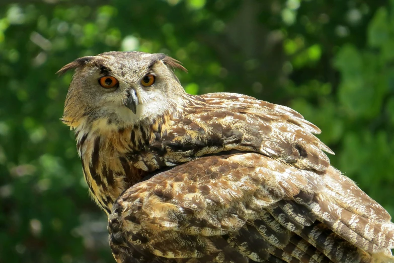 a large brown owl sitting on top of a lush green field