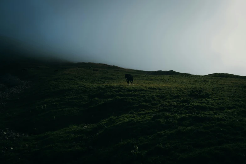 a lone cow in a field under dark clouds