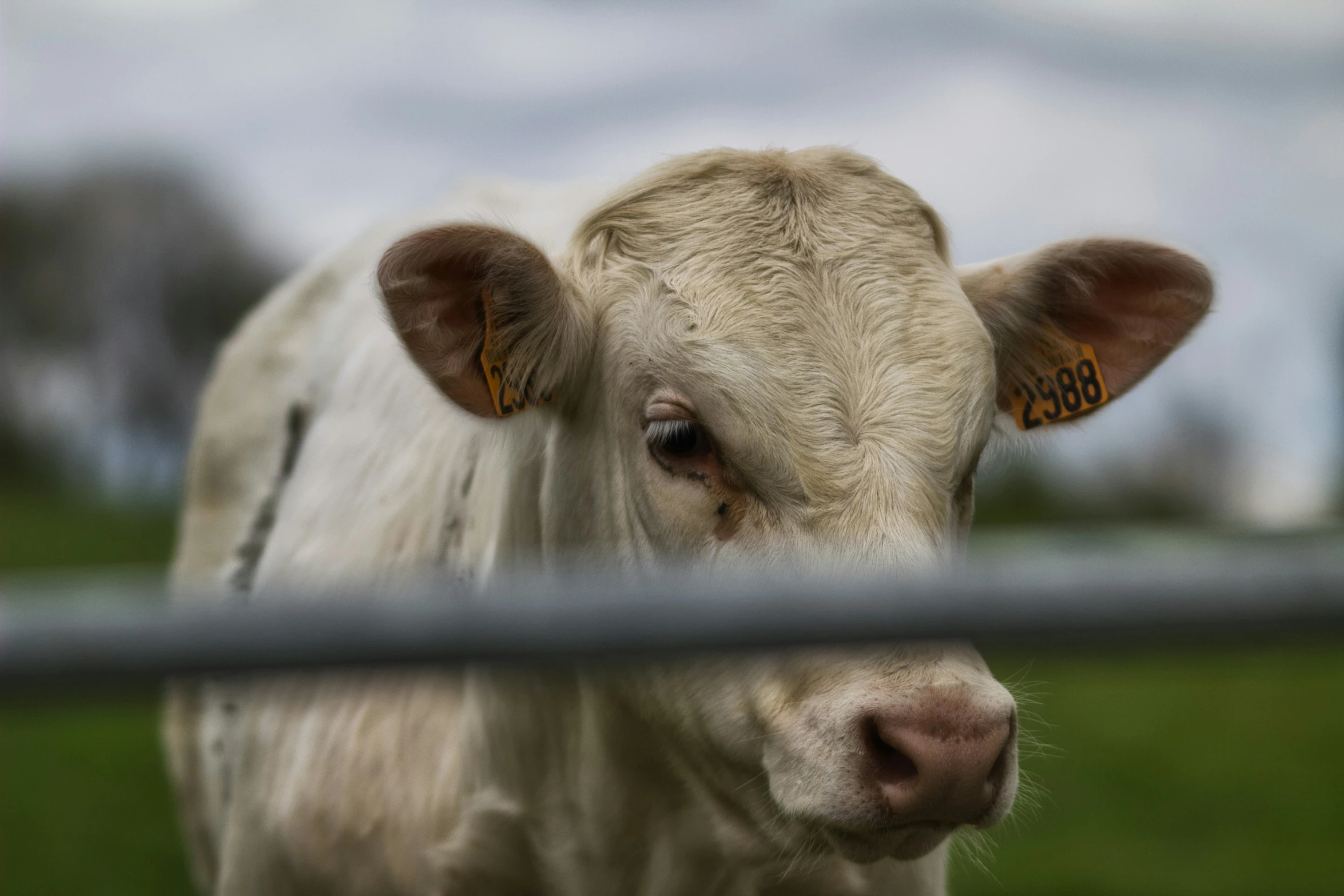 a close up of a cow through a fence