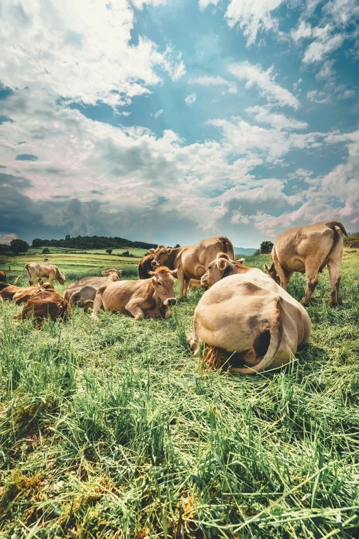 animals laying down in a field with one on the other side