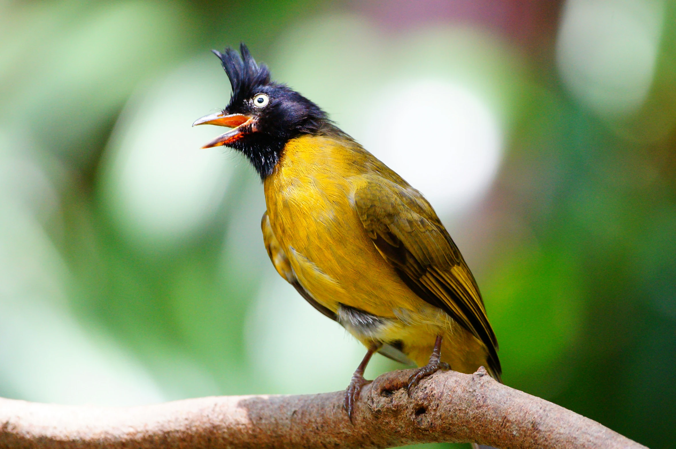 a bird perched on top of a small nch