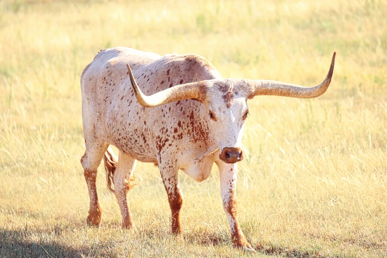 a cow with very large horns in the wild