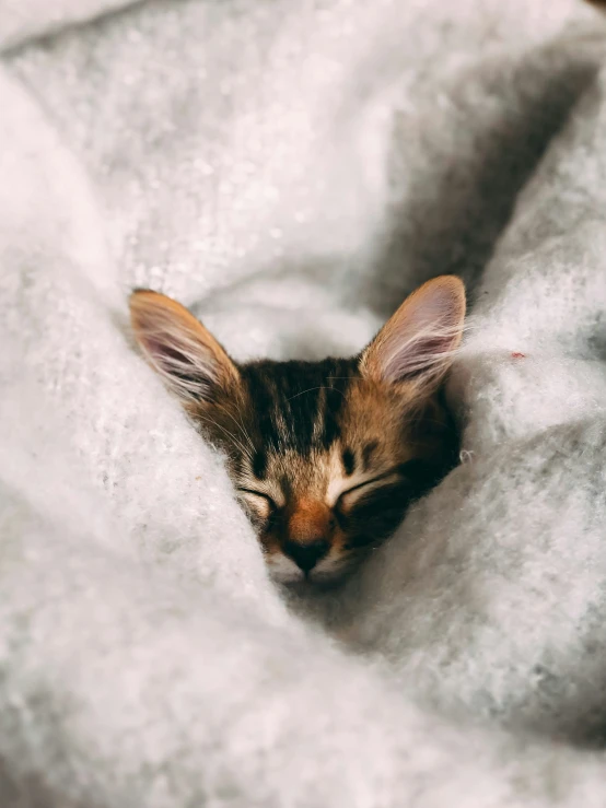 a little kitten sleeping on top of a white blanket