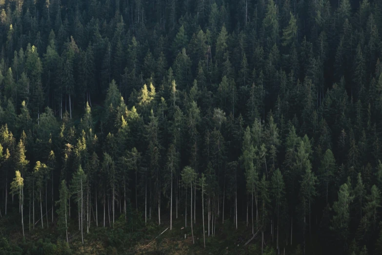 a forest with tall trees on each side