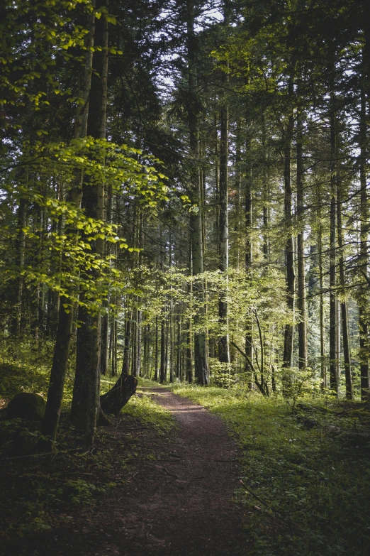 a trail splits through a green forest with sun shining on it