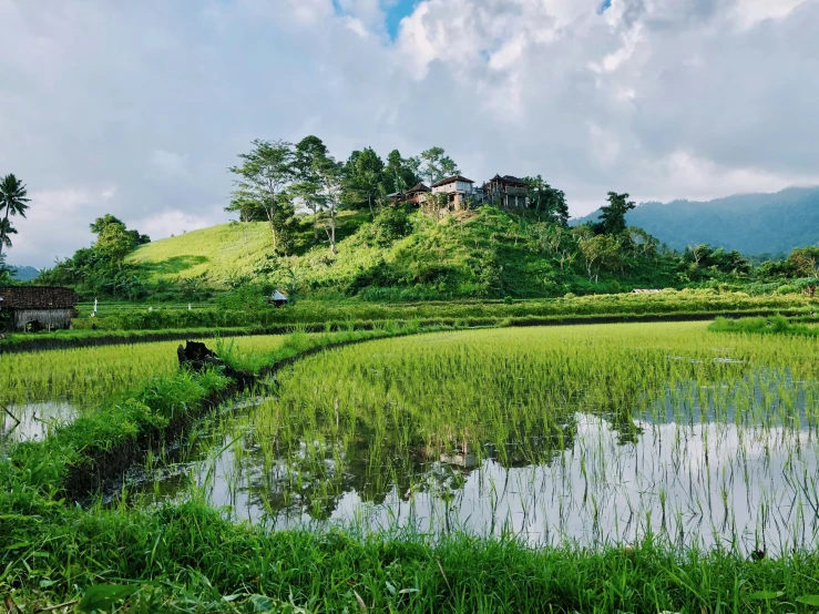 two people with bicycles in a grassy field next to rice fields