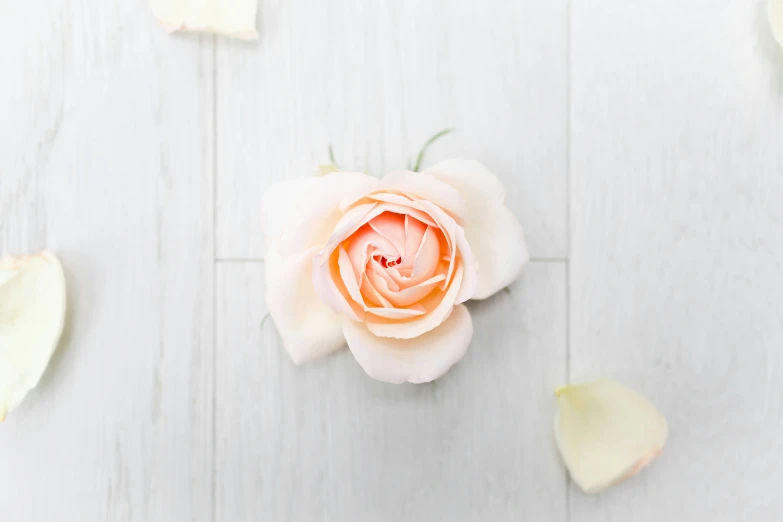a single rose with several petals scattered around it