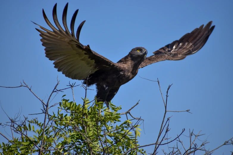 bird with its wings spread wide is sitting in the top of a tree