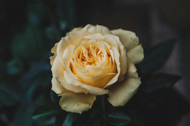 a large yellow rose sitting in the middle of a garden