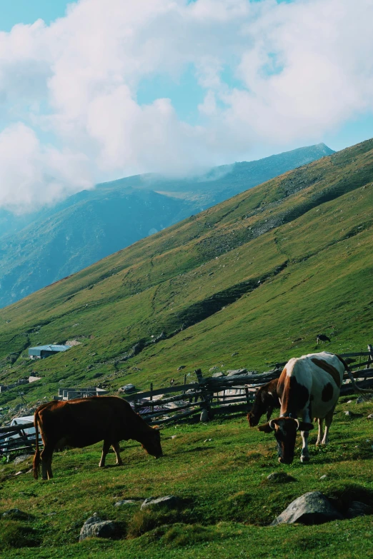 two cows eating grass near a wood fence