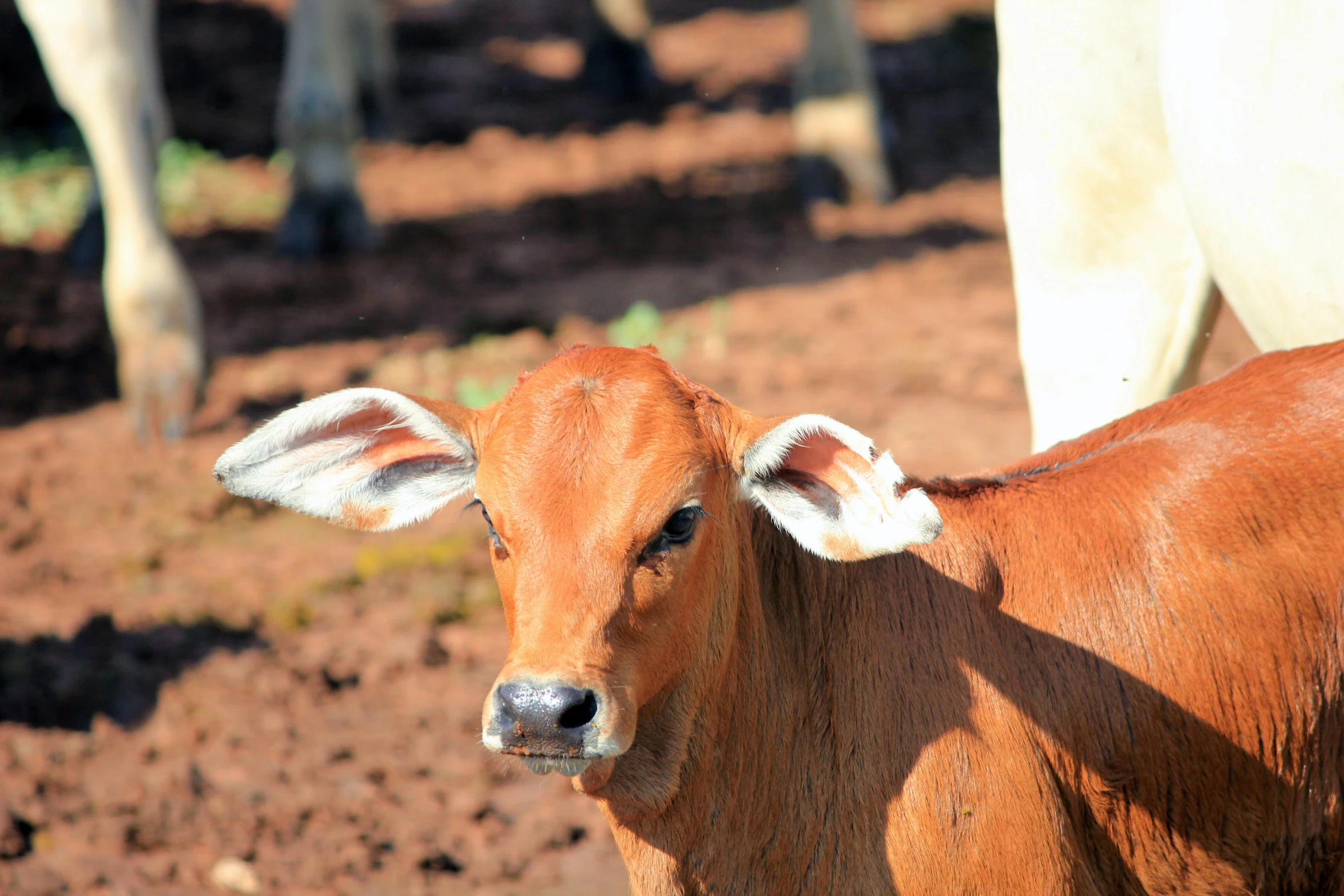 two cows in the grass and one has stripes on its ears